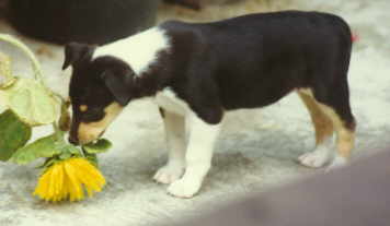 Kurzhaar-Welpe tric.jpg (7339 Byte)