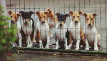 Kurzhaar 7 Welpen.jpg (11324 Byte)